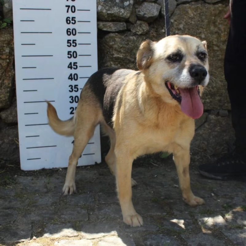 Sara - Chien à adopter - photo 3