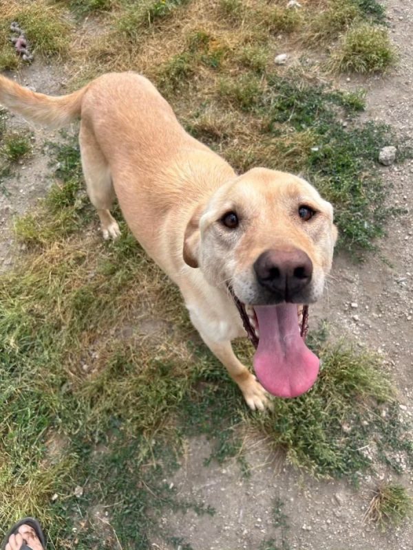 Boris - Chien Croisé x Labrador-Retriever à adopter - photo 3