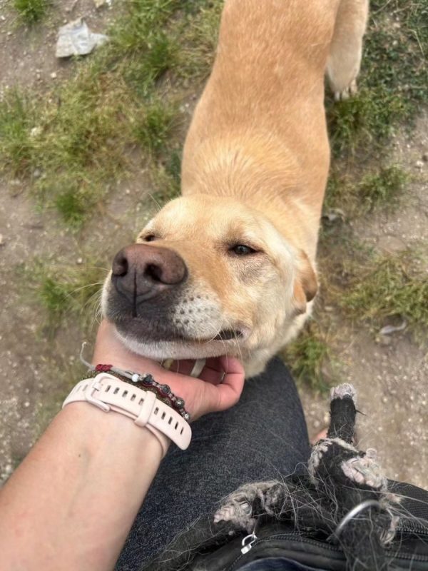 Boris - Chien Croisé x Labrador-Retriever à adopter