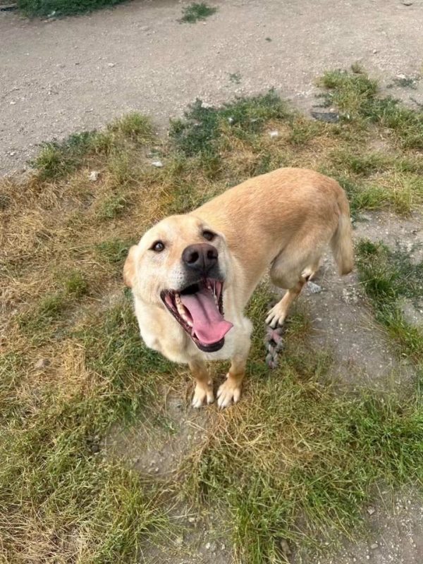 Boris - Chien Croisé x Labrador-Retriever à adopter - photo 2