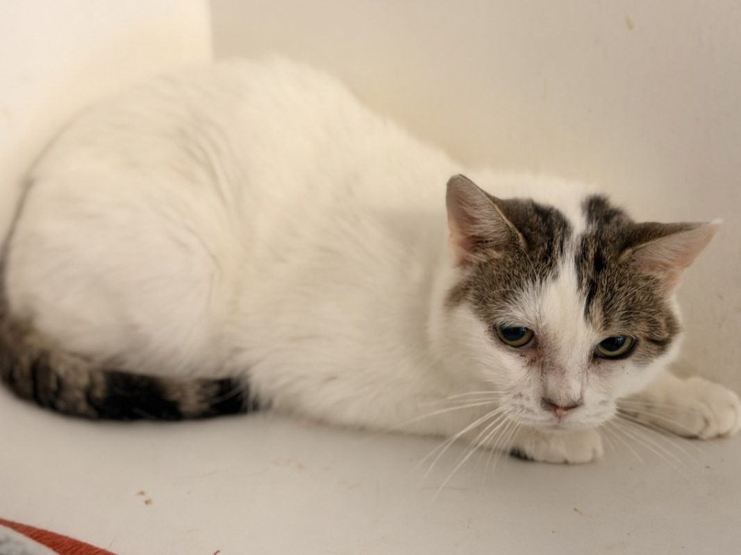 Britney - Chat Européen à adopter