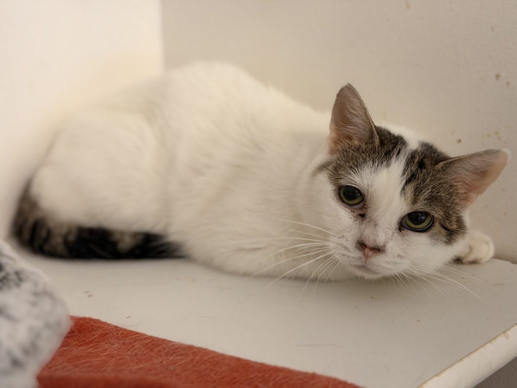 Britney - Chat Européen à adopter - photo 2