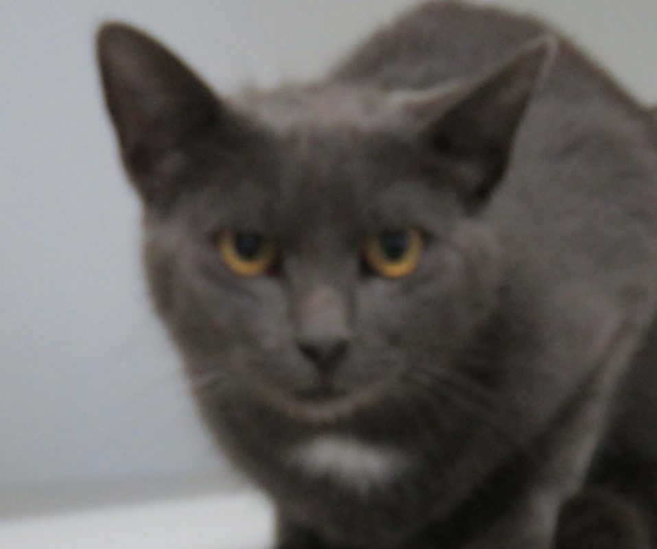Saul - Chat à adopter
