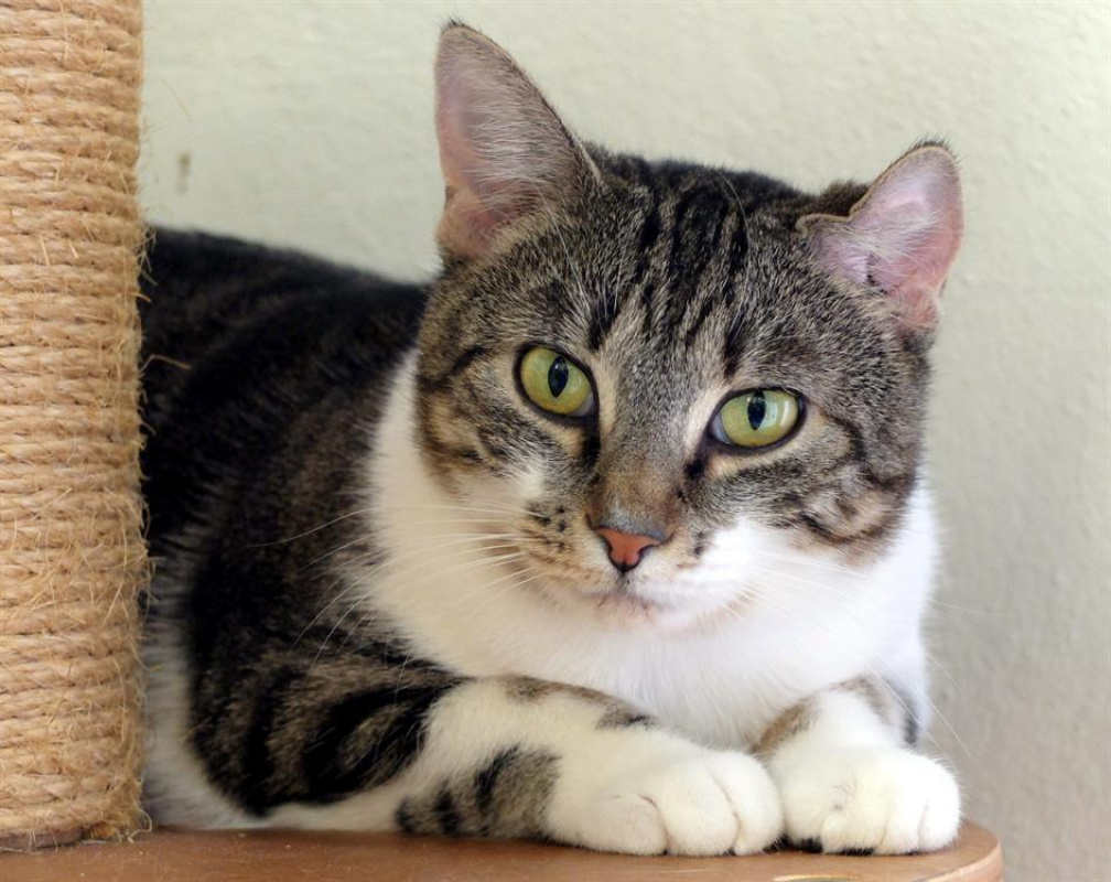 Photo #1 de Sarafina