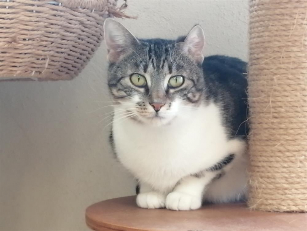 Photo #2 de Sarafina