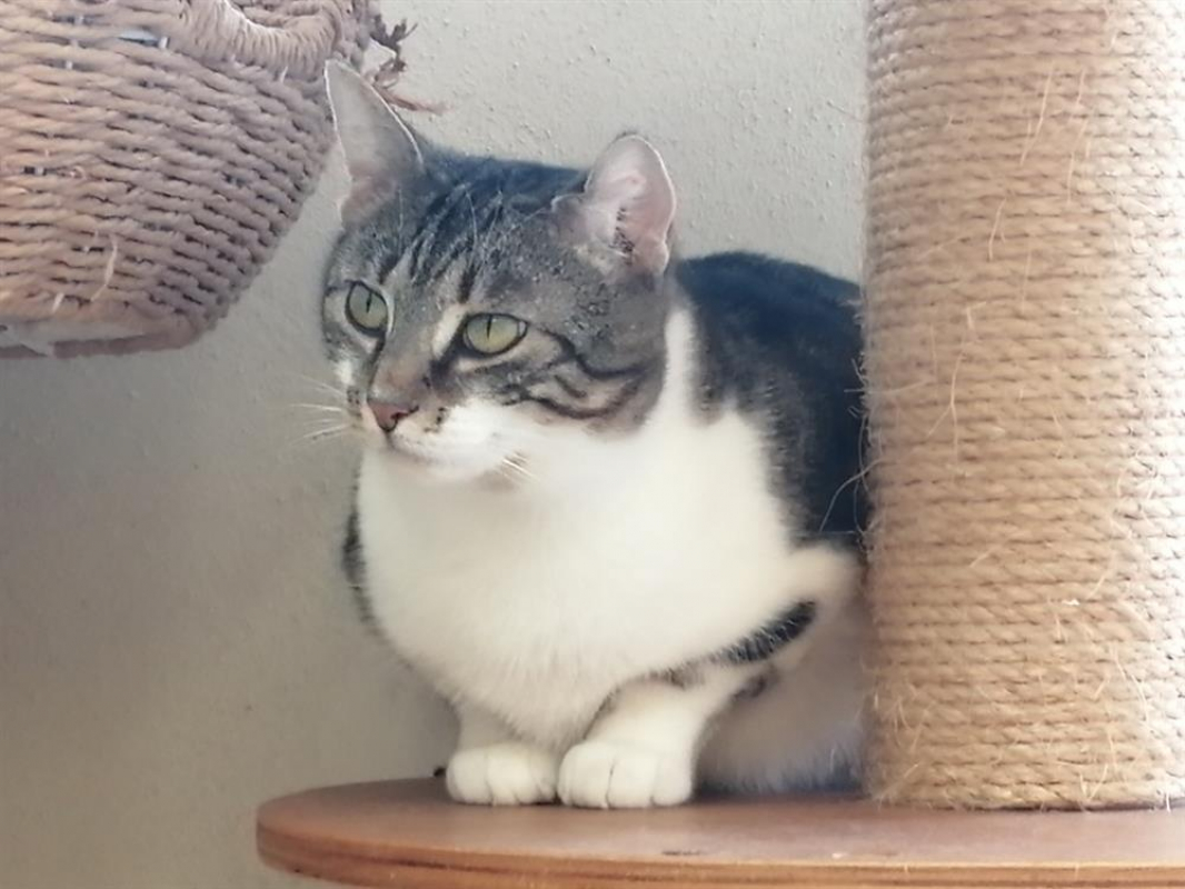 Photo #3 de Sarafina