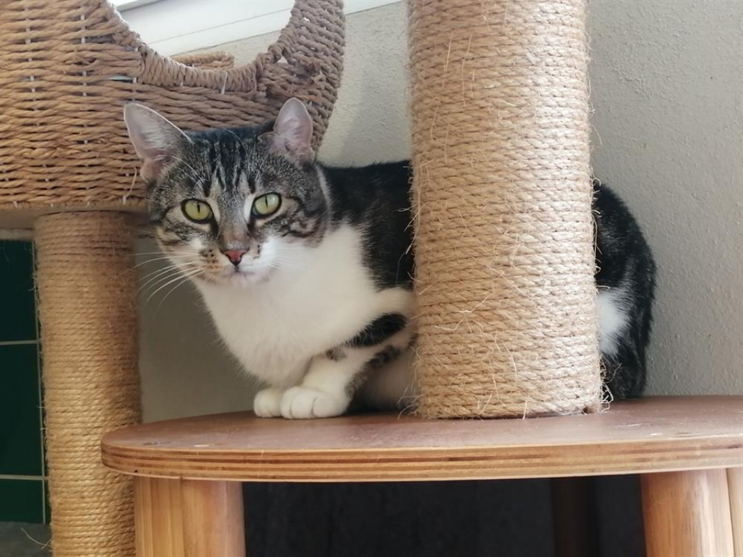 Photo #4 de Sarafina