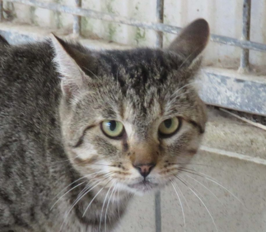 Cactus - Chat Européen à adopter