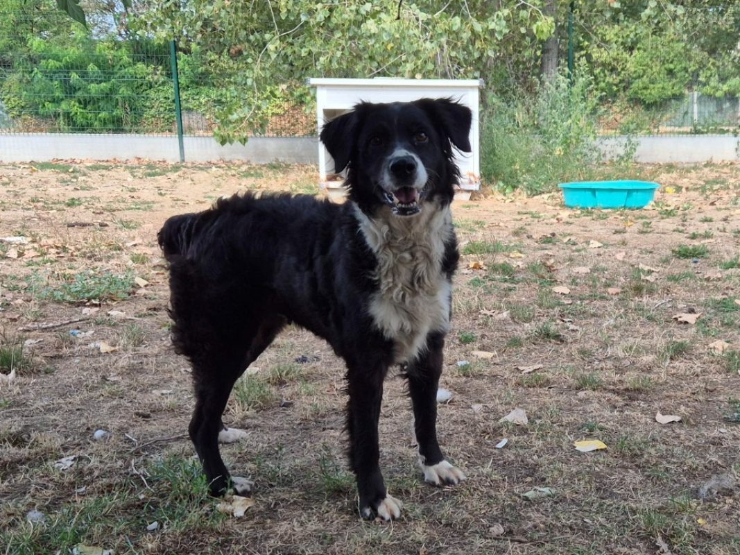 Bloo - Chien Border Collie à adopter