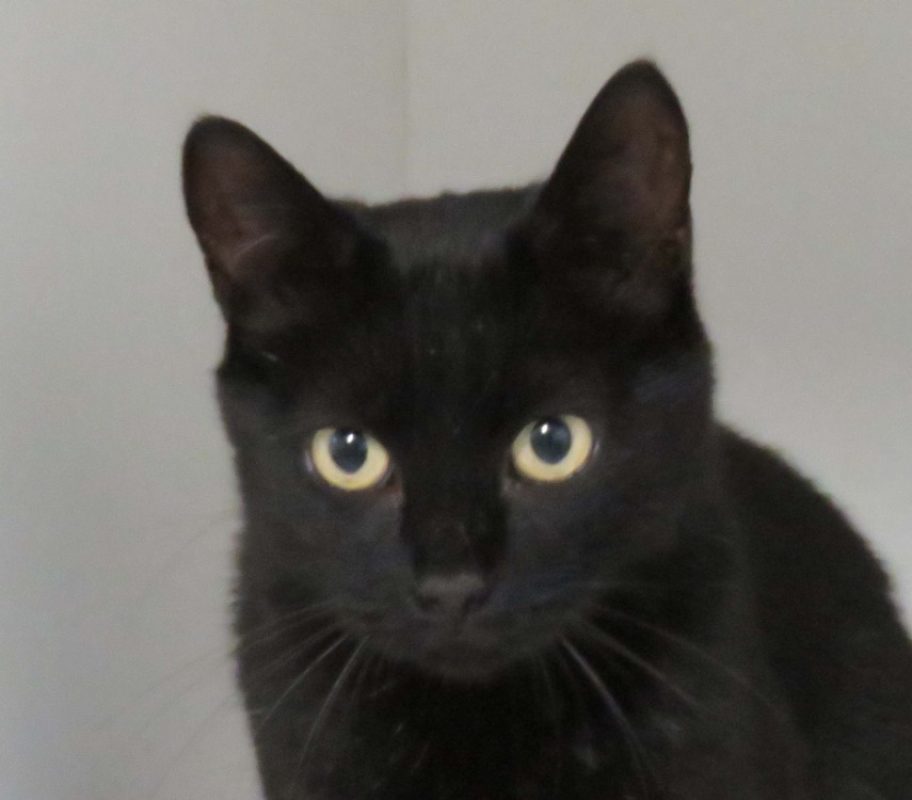 Solone - Chat Européen à adopter