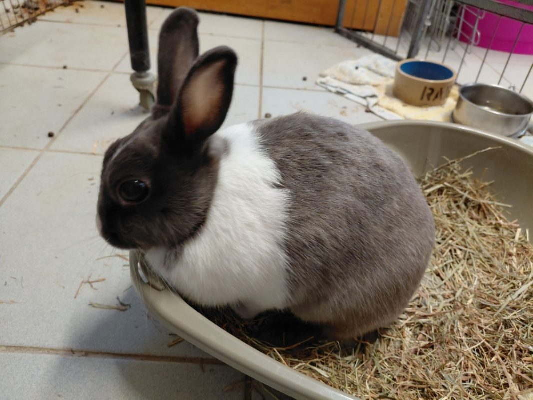 Bye - Rongeur Lapin à adopter