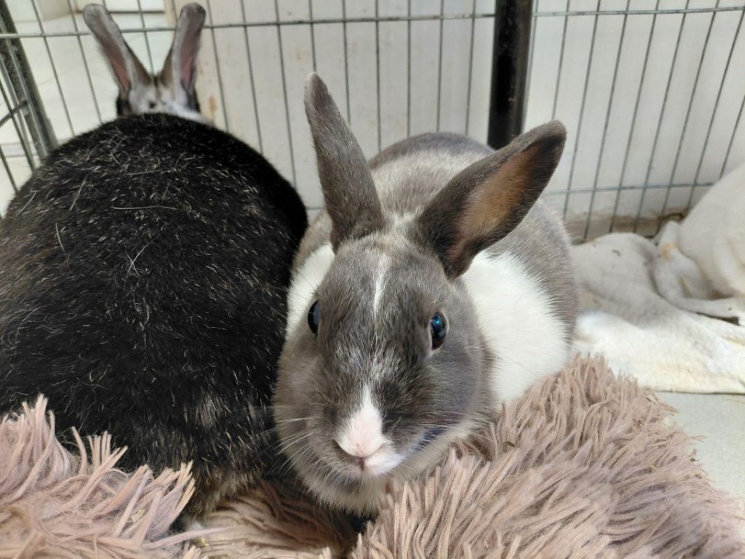 Bye - Rongeur Lapin à adopter - photo 2