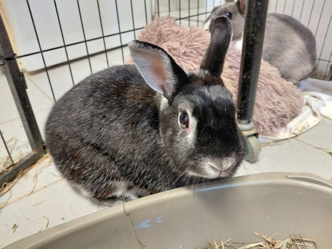 Ciao - Rongeur Lapin à adopter