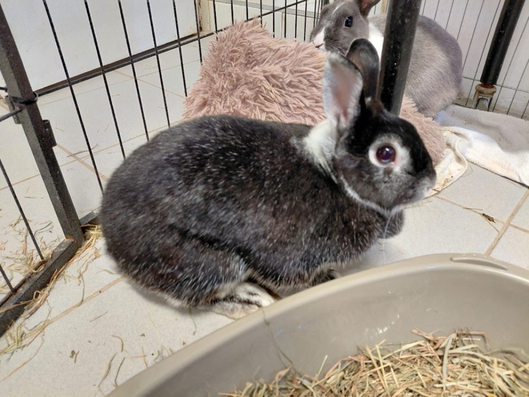 Ciao - Rongeur Lapin à adopter - photo 2