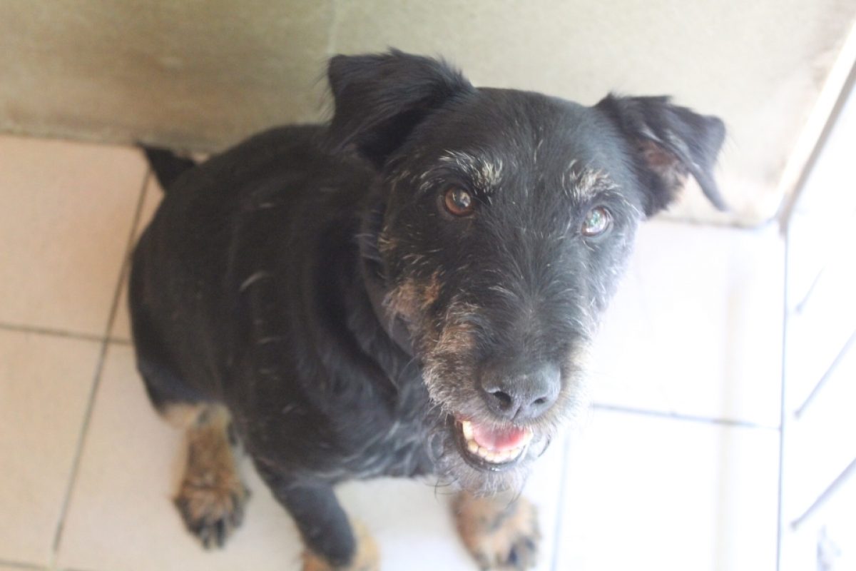 Pinpin - Chien Terrier à adopter