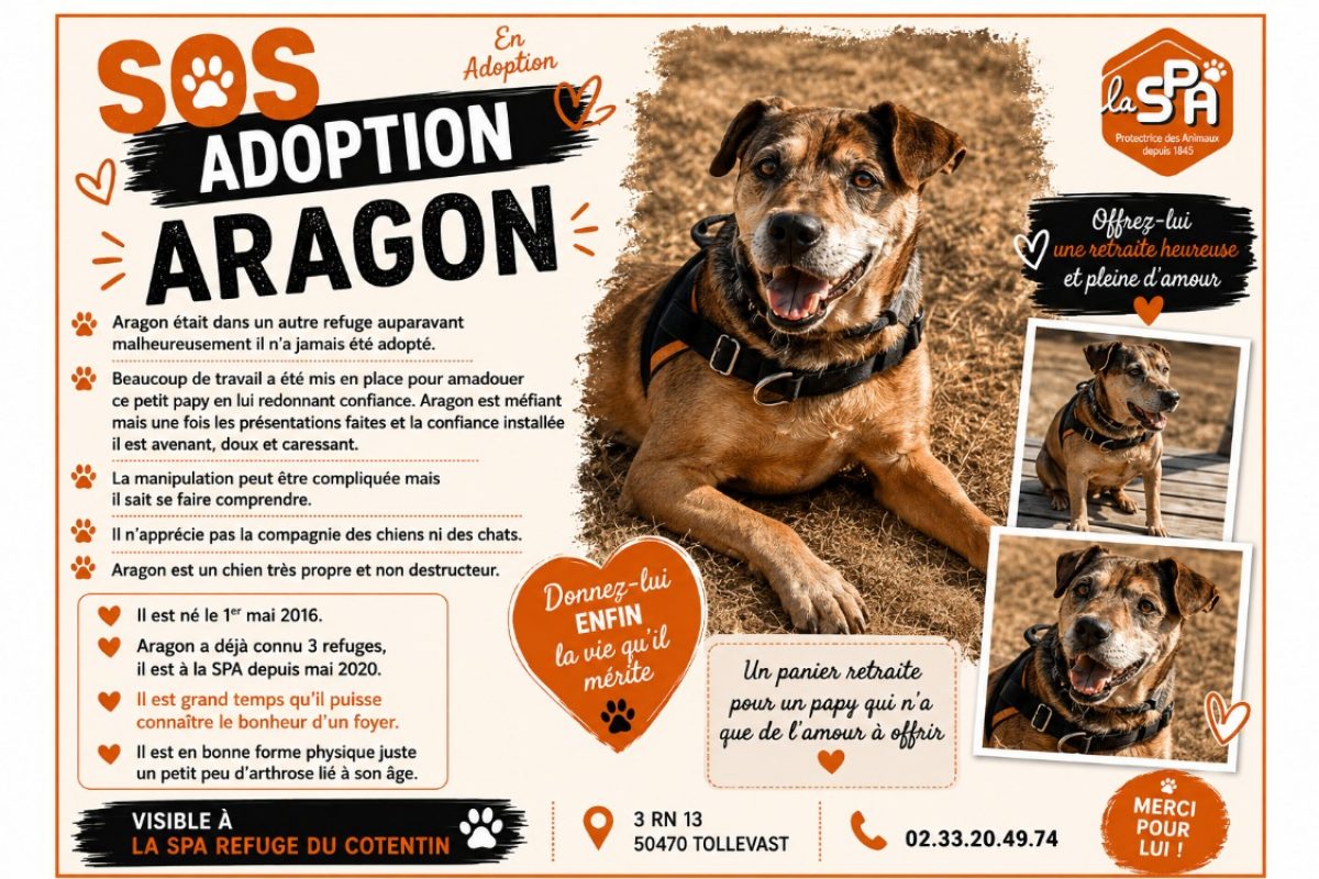 Aragon - Chien à adopter