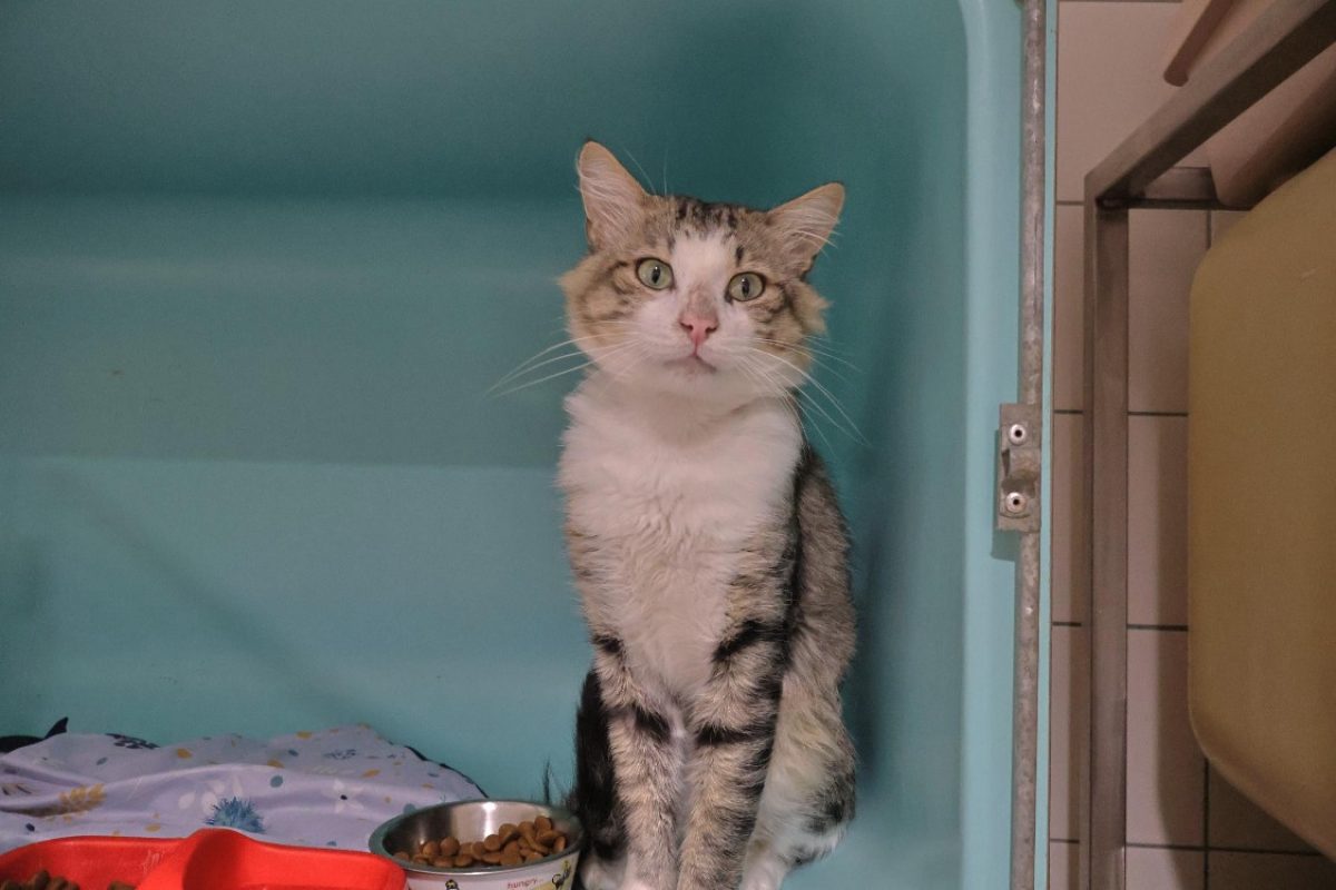 Chaussette - Chat Européen à adopter