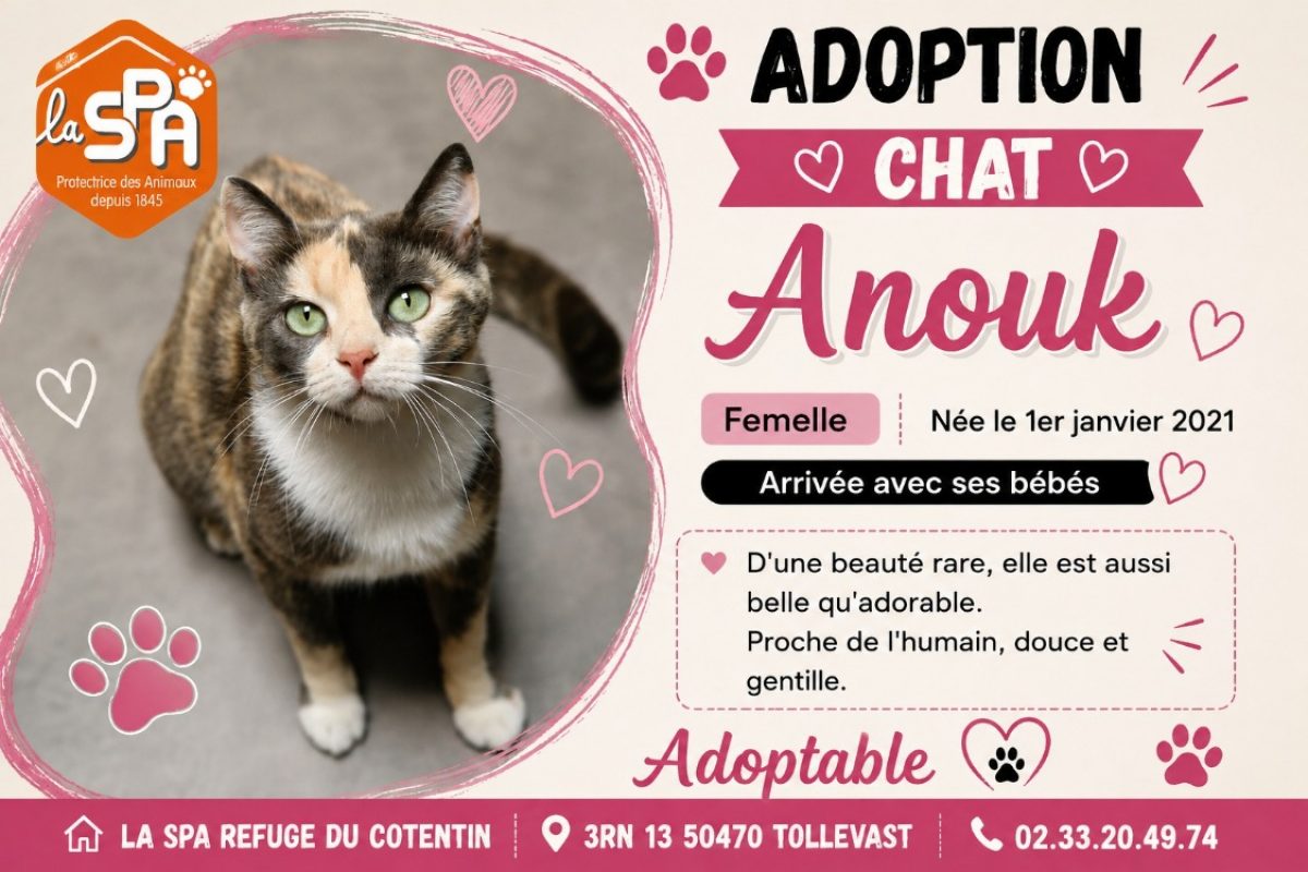 Anouk - Chat Européen à adopter
