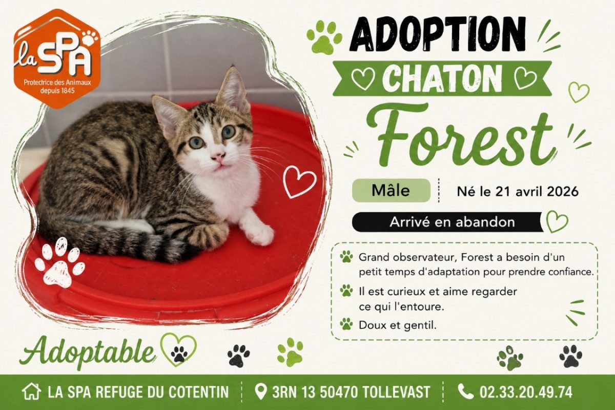 Forest tigre et blanc - Chat Européen à adopter