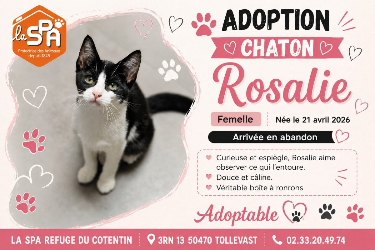 Rosalie - Chat Européen à adopter