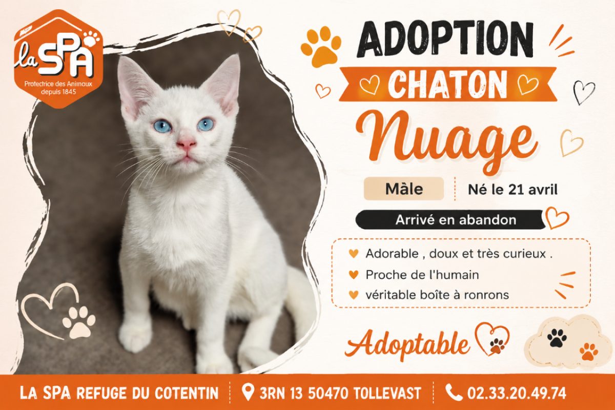 Nuage - Chat Européen à adopter