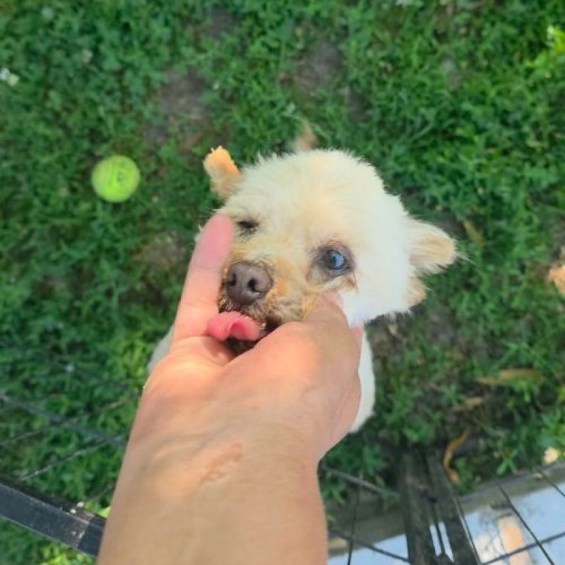 FIGO - Chien à adopter - photo 3