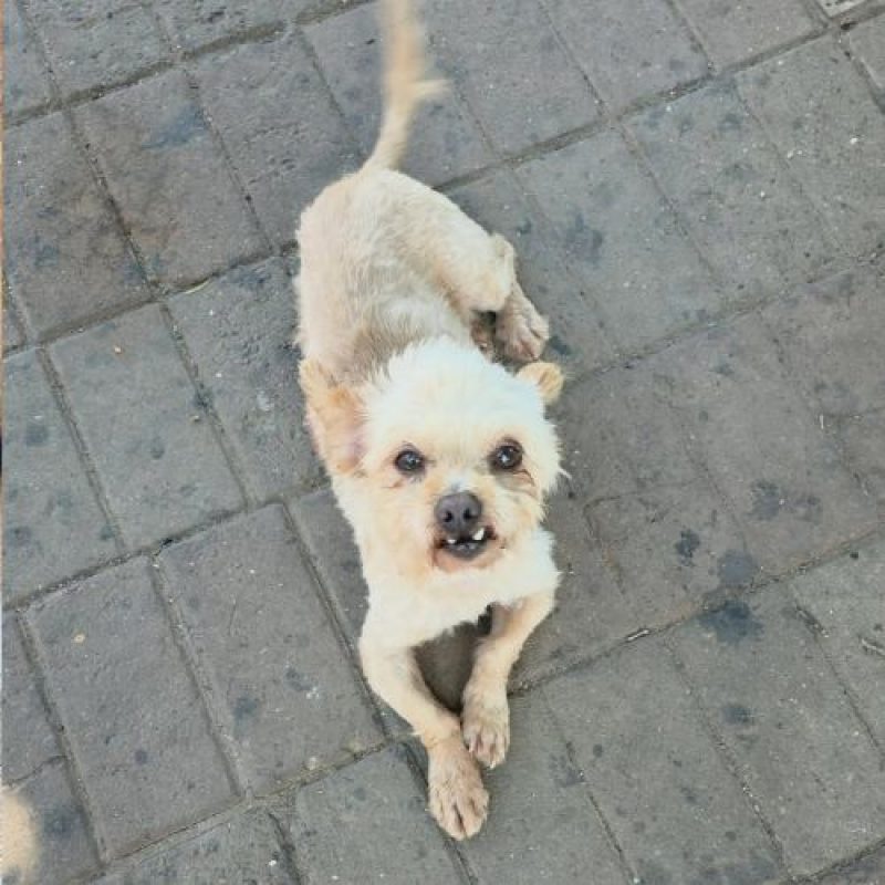 FIGO - Chien à adopter