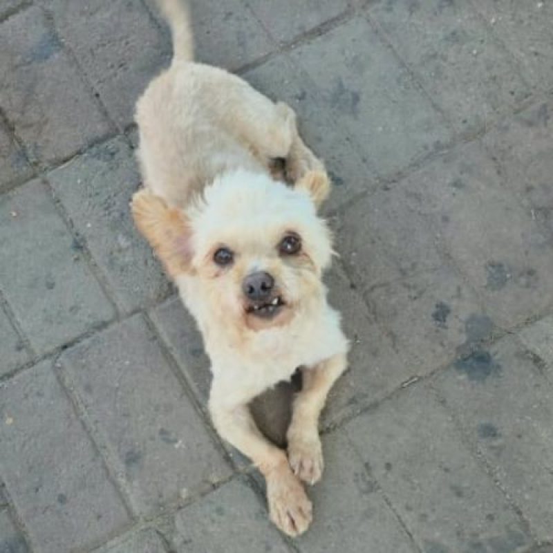 FIGO - Chien à adopter - photo 2