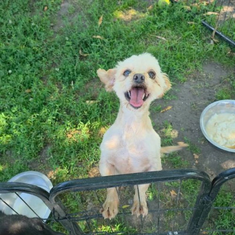 FIGO - Chien à adopter - photo 4