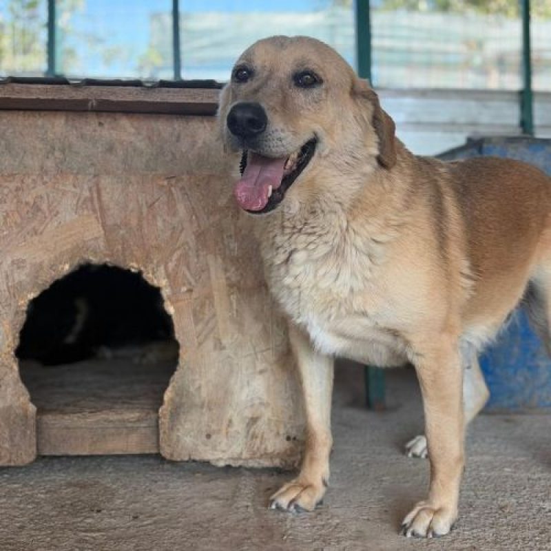 ZANA - Chien à adopter