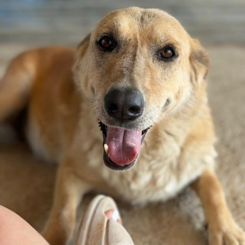 ZANA - Chien à adopter - photo 3