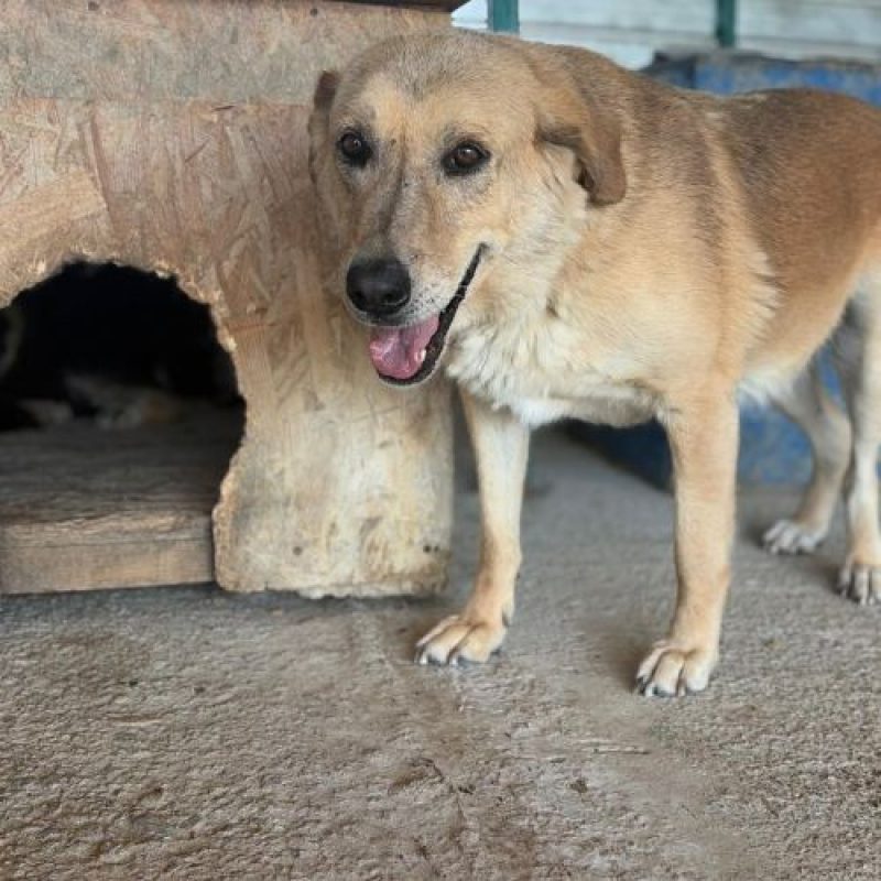 ZANA - Chien à adopter - photo 4