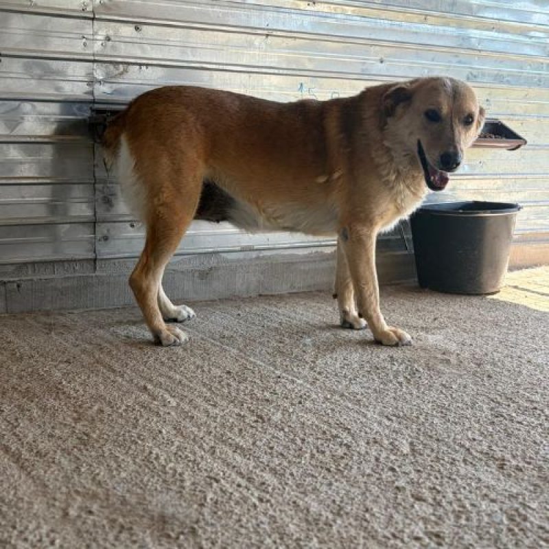 ZANA - Chien à adopter - photo 2