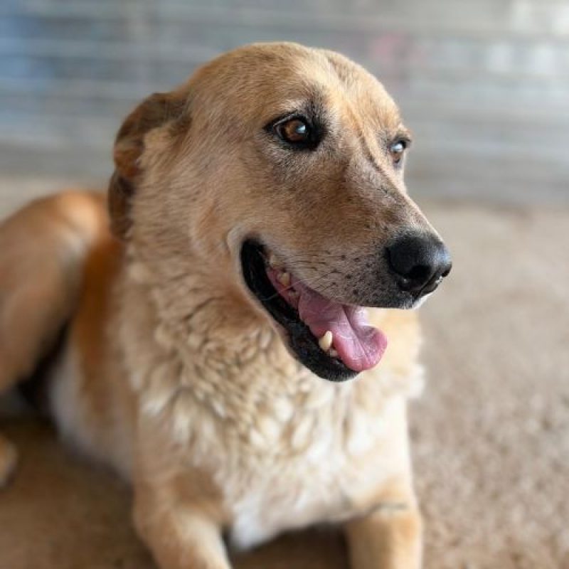ZANA - Chien à adopter - photo 5