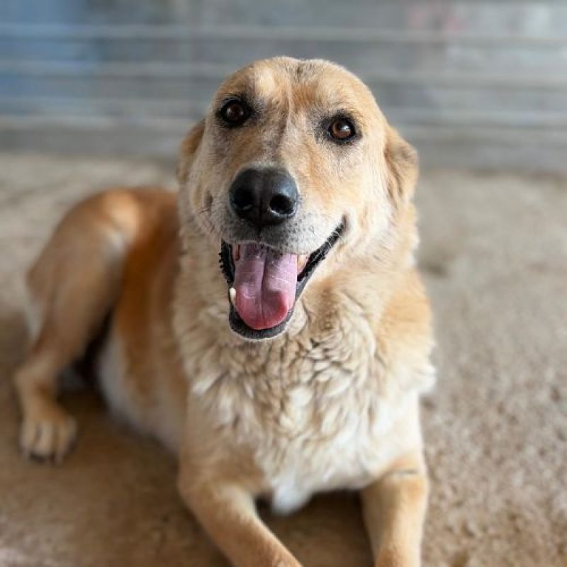 ZANA - Chien à adopter - photo 6