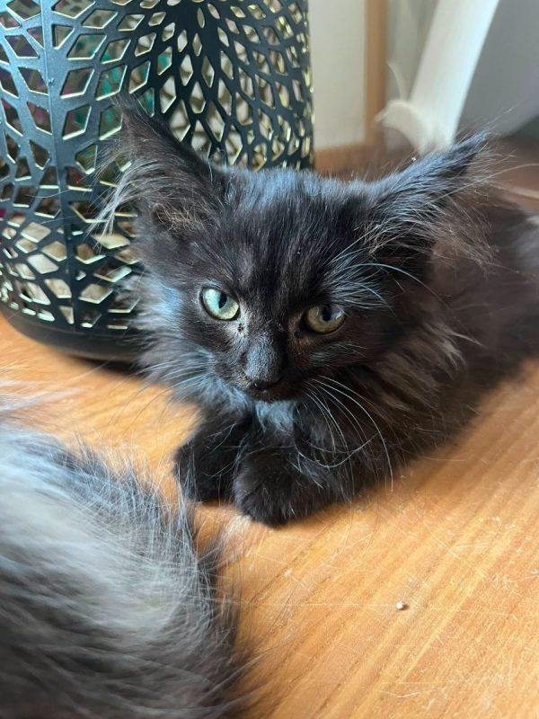 Sauron - Chat à adopter