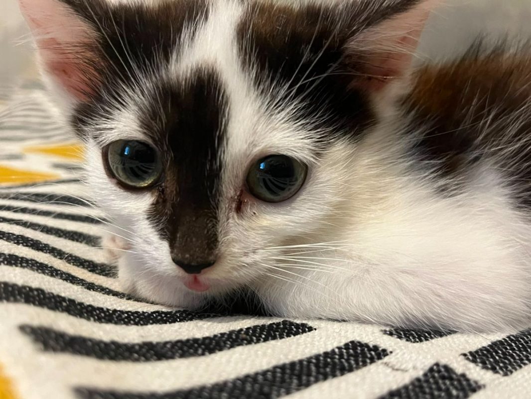 Pippin - Chat à adopter