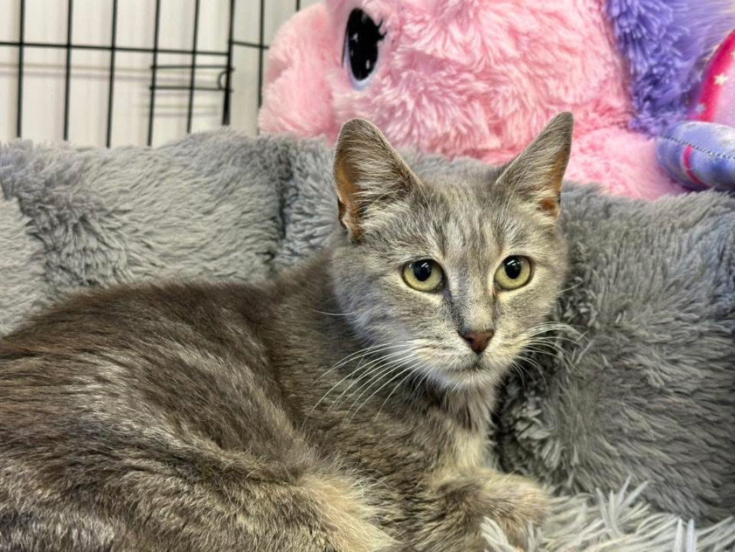 Photo #1 de Missy en sos urgent