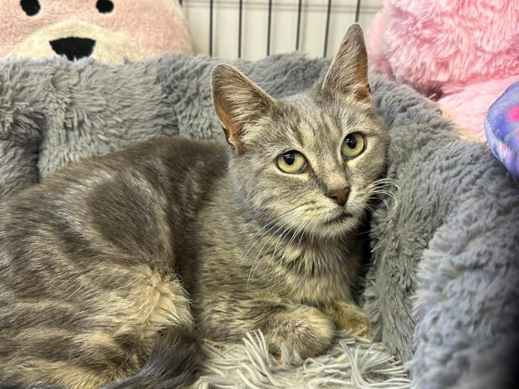 Photo #2 de Missy en sos urgent