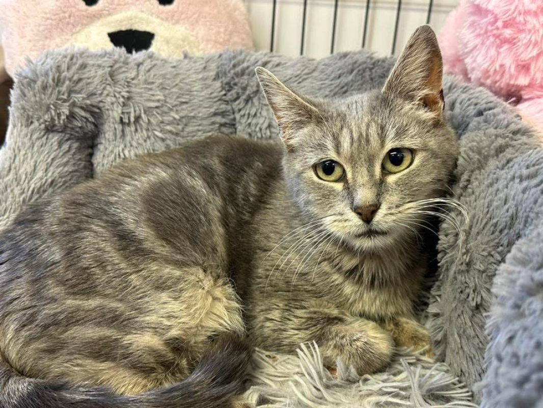 Photo #3 de Missy en sos urgent