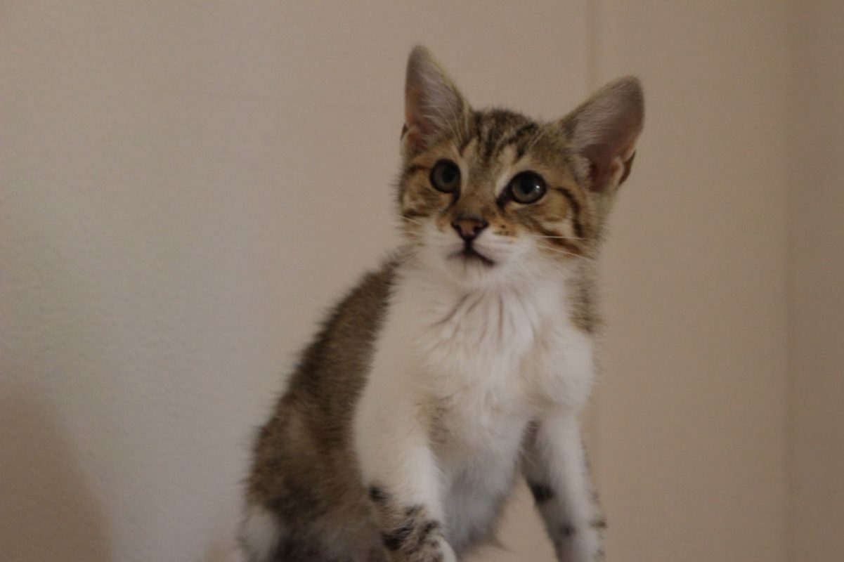 Jacob - Chat Européen à adopter - photo 2