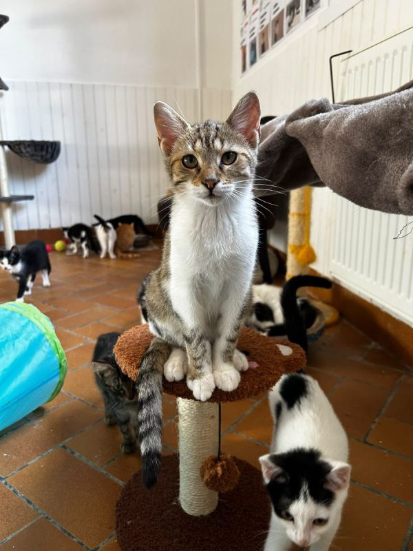 Jacob - Chat Européen à adopter