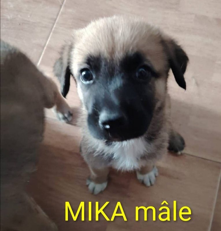 Mika - Chien à adopter