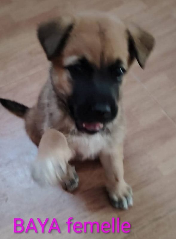 Mika - Chien à adopter - photo 2