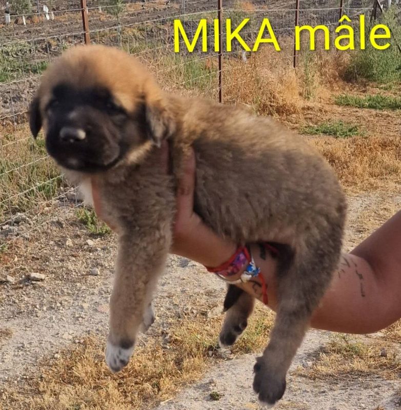 Mika - Chien à adopter - photo 3
