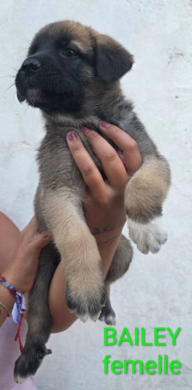 Bailey - Chien à adopter
