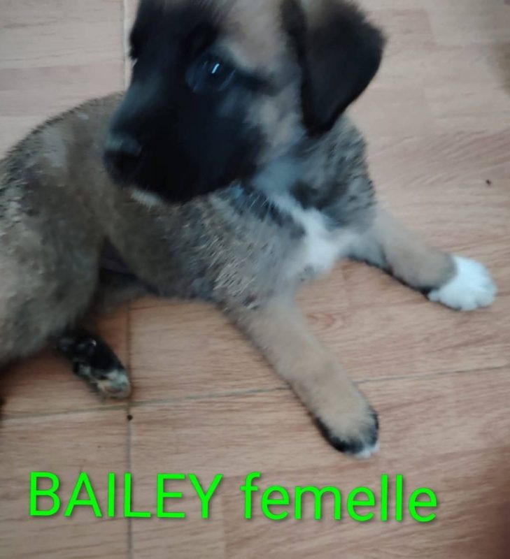 Bailey - Chien à adopter - photo 2