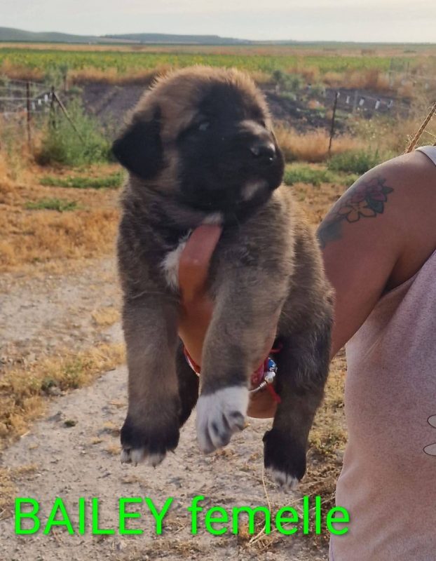 Bailey - Chien à adopter - photo 5