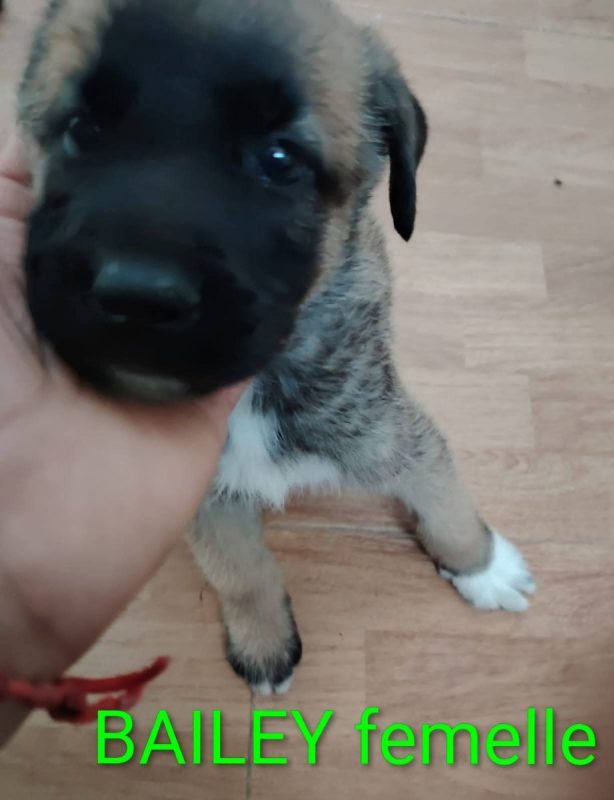 Bailey - Chien à adopter - photo 4