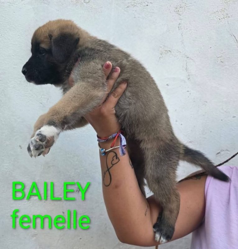 Bailey - Chien à adopter - photo 3